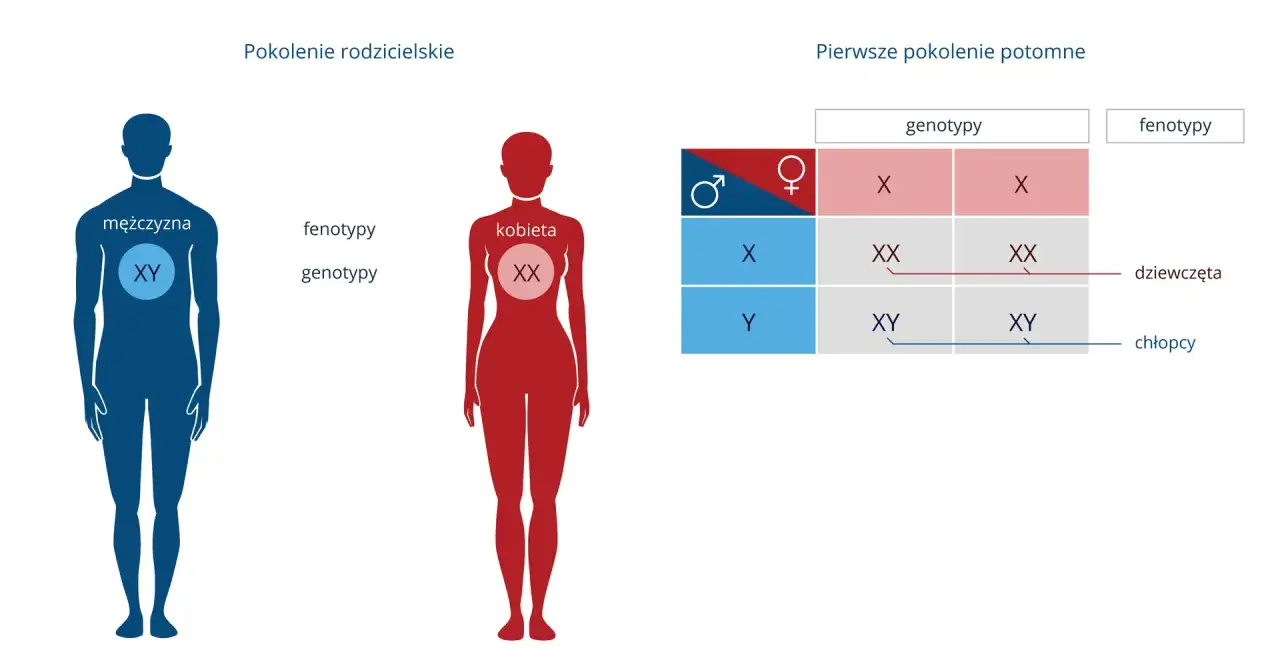 Krzyżówki genetyczne cechy sprzężone z płcią: mężczyzna XY i kobieta XX tworzą potomstwo XX (dziewczynki) i XY (chłopcy).