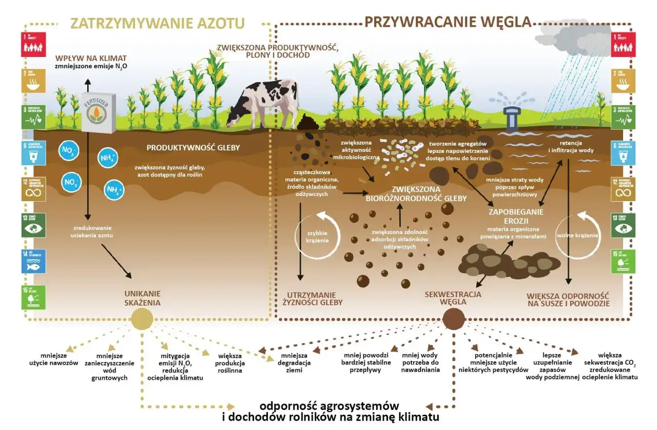 Schemat przedstawia obieg węgla w przyrodzie, pokazując jego wpływ na produktywność gleby, bioróżnorodność i sekwestrację węgla, co prowadzi do odporności agroekosystemów.