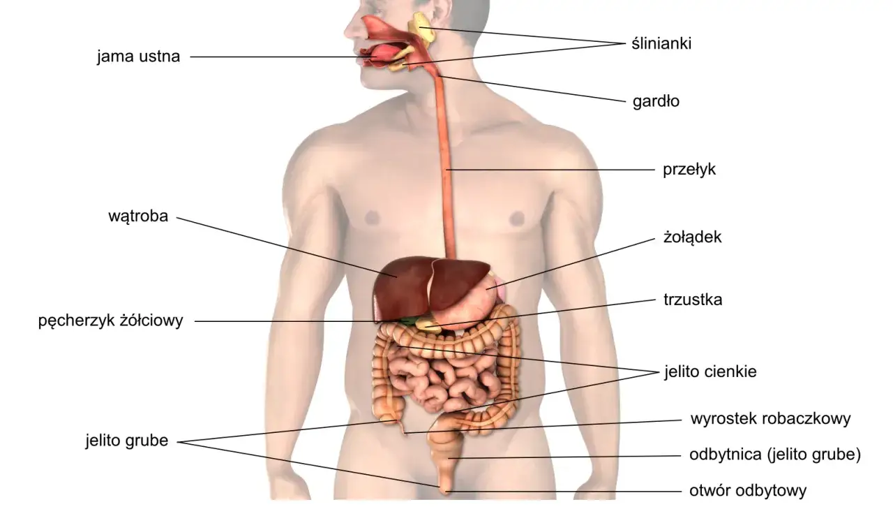 Anatomia człowieka: jama ustna, ślinianki, gardło, przełyk, żołądek, wątroba, pęcherzyk żółciowy, trzustka, jelito cienkie, jelito grube, wyrostek robaczkowy, odbytnica i otwór odbytowy tworzą układ pokarmowy.
