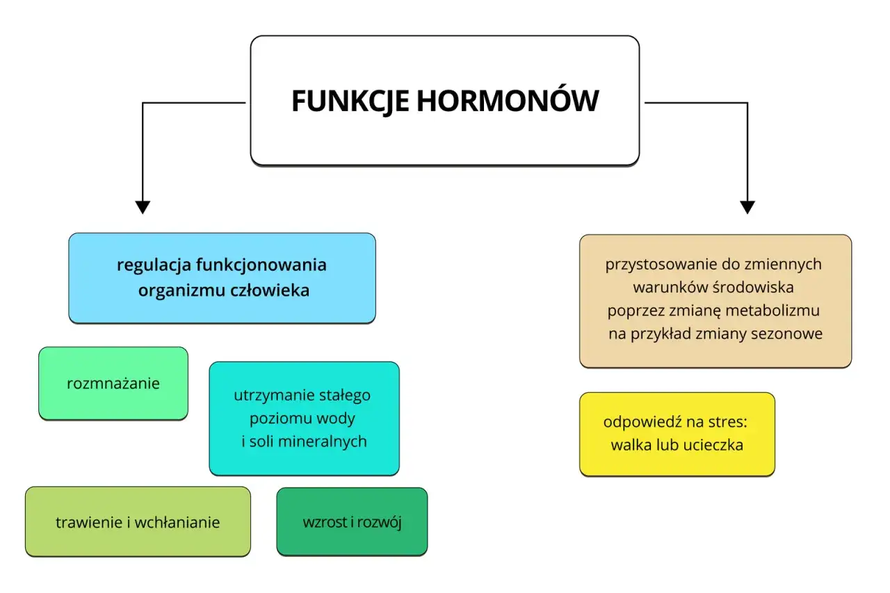 Schemat przedstawia funkcje hormonów: regulacja organizmu, rozmnażanie, utrzymanie stałego poziomu wody, trawienie, wzrost, adaptacja do środowiska i reakcja na stres. To pokazuje, co to hormony.