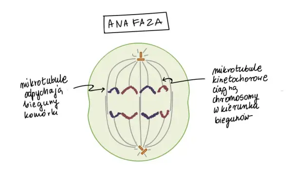 Anafaza mitozy: chromatydy rozdzielone i ciągnięte do biegunów komórki. Liczba chromosomów w komórkach potomnych będzie taka sama.