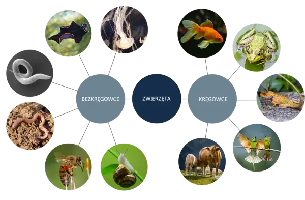 Diagram zwierząt: bezkręgowce (nicień, meduza, płaziniec) i kręgowce (ryba, żaba, jaszczurka, ptak, bydło).