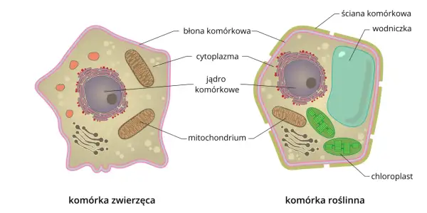 Porównanie budowy komórki zwierzęcej i roślinnej. Komórka roślinna ma ścianę komórkową, wodniczkę i chloroplasty, których brakuje w komórce zwierzęcej.