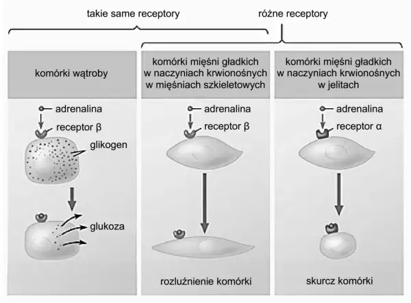 Adrenalina wiąże się z receptorami β w komórkach wątroby, uwalniając glukozę. W mięśniach gładkich wiąże się z receptorami β (rozluźnienie) lub α (skurcz), pokazując, jak hormon trafia do komórki.
