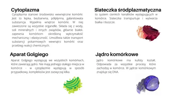 Ilustracje komórki zwierzęcej i roślinnej: aparat Golgiego, jądro komórkowe, siateczka śródplazmatyczna.