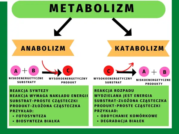 Podstawowe zasady metabolizmu: anabolizm (synteza, wymaga energii) i katabolizm (rozkład, wydziela energię).