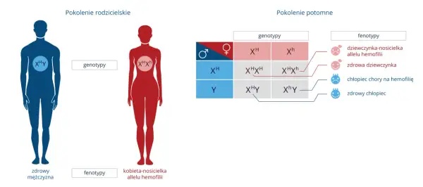 Schemat dziedziczenia hemofilii. Pokazuje, jak geny rodziców wpływają na genotyp i fenotyp potomstwa, wyjaśniając co to jest gen.