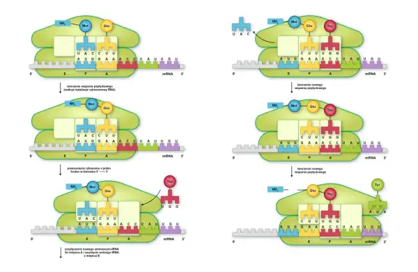 Proces translacji, czyli jak powstaje białko na podstawie mRNA. Pokazuje, co to transkrypcja DNA, gdy rybosom przesuwa się po nici mRNA, tworząc wiązania peptydowe.