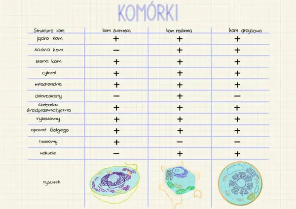 Tabela porównująca cechy komórek zwierzęcej, roślinnej i grzybowej. Widoczny model komórki grzybowej z zaznaczonymi organellami.