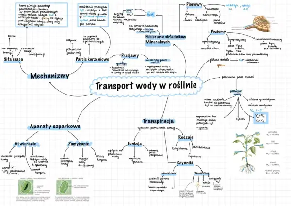 Mapa myśli przedstawiająca transport wody w roślinie, obejmująca mechanizmy, aparaty szparkowe, transpirację, pobieranie składników mineralnych i czynniki wpływające na ten proces.