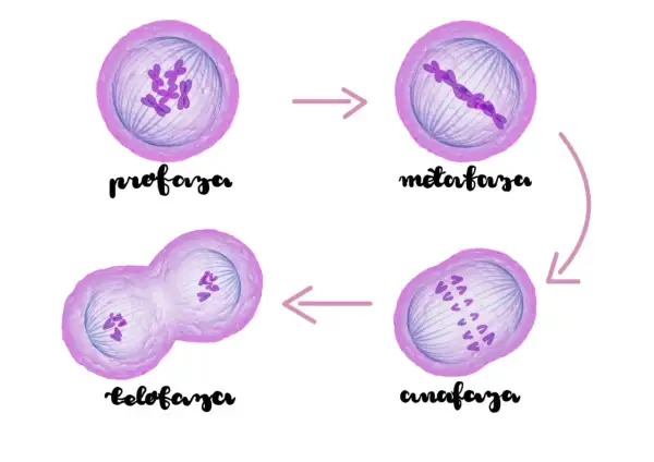 Cykl podziału komórki: profaza, metafaza, anafaza, telofaza. Chromosomy w różnych stadiach.