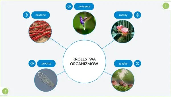 Schemat przedstawia pięć królestw organizmów: bakterie, protisty, zwierzęta, rośliny i grzyby, z ilustracjami każdego z nich.