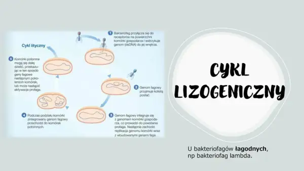 Ilustracja przedstawia cykl lityczny i lizogeniczny bakteriofaga, pokazując jego interakcję z komórką gospodarza.