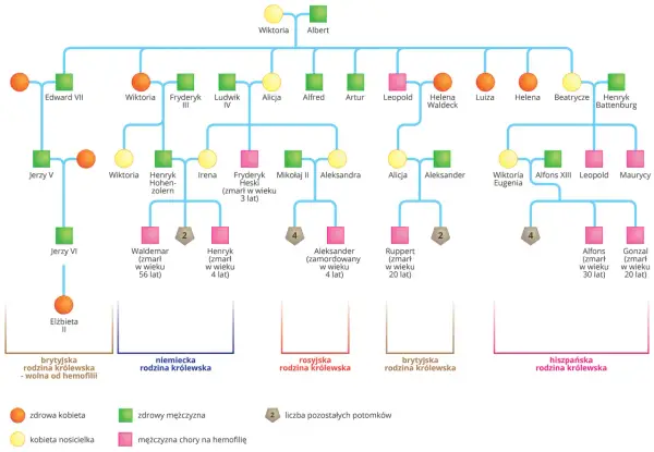 Drzewo genealogiczne przedstawiające krzyżówki genetyczne cechy sprzężone z płcią, z zaznaczonymi nosicielkami i chorymi na hemofilię.