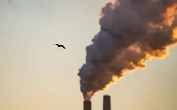 Ptak leci na tle dymu z komina, symbolizującego stężenie CO2 w atmosferze.
