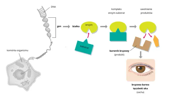 Schemat wyjaśnia, co to jest dziedziczenie w biologii: geny z DNA komórki organizmu kodują białka, które tworzą enzymy. Enzymy przetwarzają substraty w produkty, np. brązowy barwnik odpowiedzialny za brązową barwę tęczówki oka.