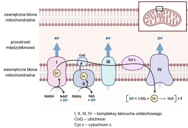 Łańcuch oddechowy w mitochondrium, kluczowy dla metabolizmu. Pomaga w zadaniach maturalnych z biologii.