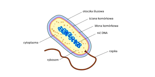 Schemat bakterii: otoczka śluzowa, ściana komórkowa, błona komórkowa, cytoplazma, rybosomy, nić DNA, rzęska. Czy bakteria ma jądro komórkowe? Nie, jej DNA znajduje się w cytoplazmie.