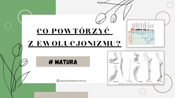 Grafika z pytaniem "Co powtórzyć z ewolucjonizmu?" i ilustracjami porównującymi kończyny zwierząt, drzewem filogenetycznym niedźwiedzi. Systematyka pomaga zrozumieć te zależności.