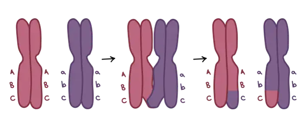 Ilustracja pokazuje crossing-over, proces zachodzący podczas mejozy, gdzie następuje wymiana fragmentów między chromosomami.