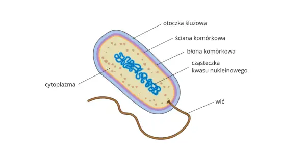 Schemat budowy bakterii: otoczka śluzowa, ściana komórkowa, błona komórkowa, cytoplazma, cząsteczka kwasu nukleinowego i wici. To podstawy działu biologii zajmującego się budową i czynnościami komórek.