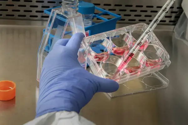 Badacz w rękawiczce pobiera pipetą płyn z naczynia, badając funkcje organelli komórkowych.