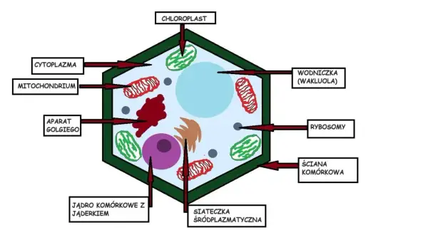 Budowa komórki roślinnej klasa 5: schemat przedstawia jądro, chloroplasty, mitochondria, aparat Golgiego, wodniczkę, rybosomy, siateczkę śródplazmatyczną i ścianę komórkową.