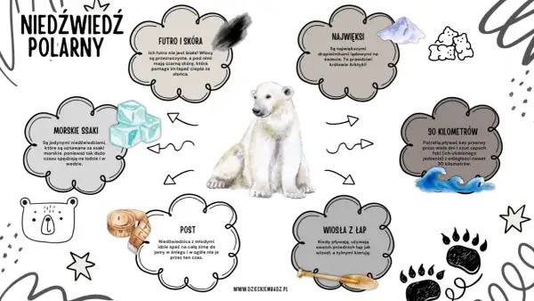 Niedźwiedzie polarne żyją na Arktyce. Ilustracja przedstawia niedźwiedzia polarnego i informacje o jego futrze, wielkości, pływaniu, pożywieniu i zimowaniu.
