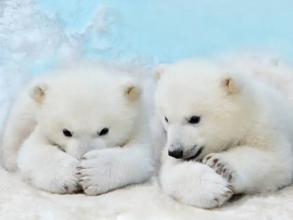 Dwa urocze niedźwiadki polarne w śniegu. Ciekawe, ile żyje niedźwiedź polarny, gdy jest tak słodki.