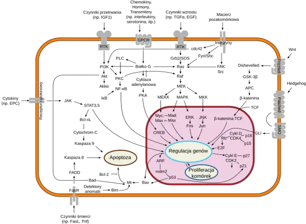Schemat przedstawia mechanizm działania hormonów białkowych, sygnalizację komórkową, regulację genów i proliferację komórek.