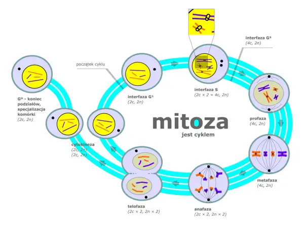 Cykl komórkowy: co to jest mitoza, przedstawiona jako cykl z fazami: interfaza G1, S, G2, profaza, metafaza, anafaza, telofaza i cytokineza.