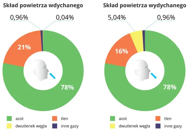 Porównanie procentowego składu powietrza wdychanego (78% azotu, 21% tlenu) i wydychanego (78% azotu, 16% tlenu, 5% dwutlenku węgla).