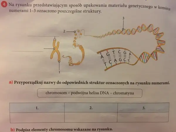 Schemat przedstawia organizację materiału genetycznego w komórce: chromosom (1), chromatyna (2) i podwójna helisa DNA (3).