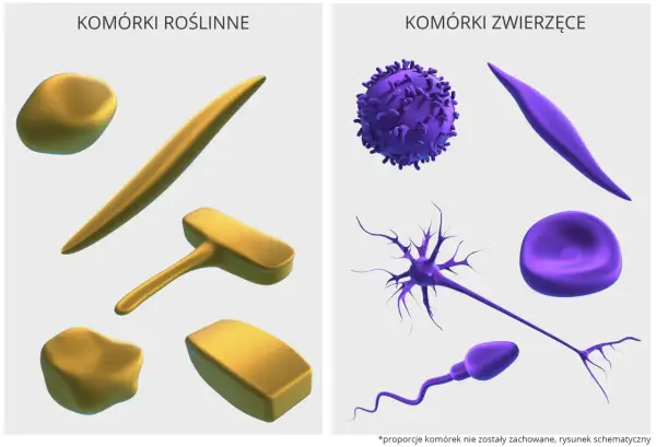 Komórki roślinne (złote) i zwierzęce (fioletowe) o odmiennych kształtach, budujące narządy pełniące różne funkcje.