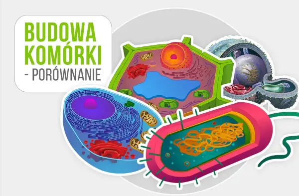 Co to jest komórka w biologii? Kluczowe informacje i funkcje